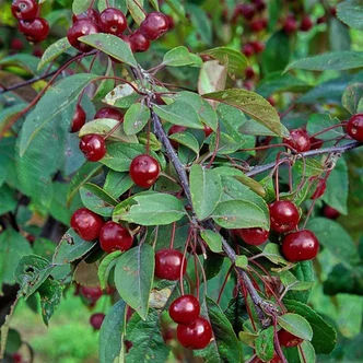 Malus 'Coccinella' – Díszalma Malus 'Coccinella' – Díszalma