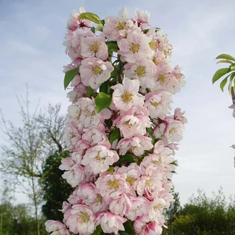 Malus 'Comtesse de Paris' – Díszalma