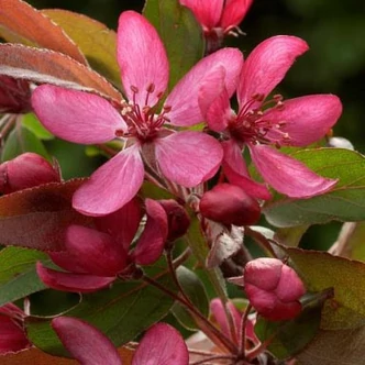 Malus 'Diable Rouge' – Díszalma