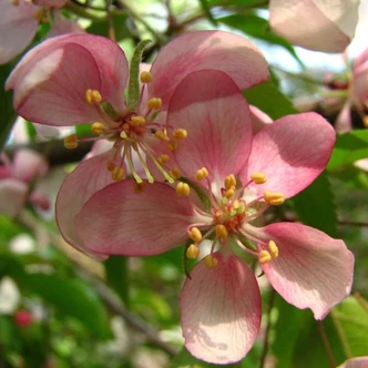 Malus pumila 'Pendula' – Díszalma Malus pumila 'Pendula' – Díszalma