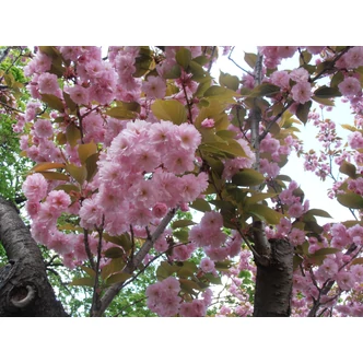 Prunus serrulata 'Kanzan' (syn.: 'Sekiyama') - Japán díszcseresznye