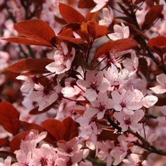 Prunus cerasifera 'Purpurea' – Vérszilva