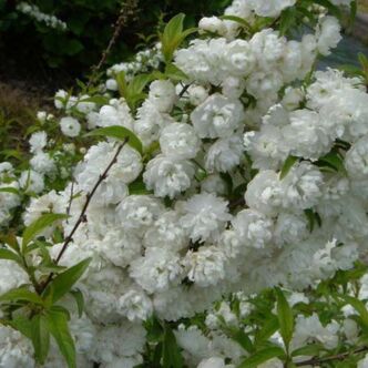 Prunus glandulosa 'Alboplena' (syn.: 'Alba Plena')  – Japán díszmeggy (szilvarózsa, fehér bazsarózsa)