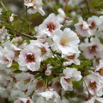 Prunus 'Hally Jolivette' – Díszmeggy
