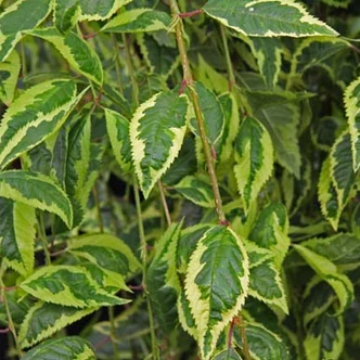Prunus incisa 'Frilly Frock' – Fuji cseresznye