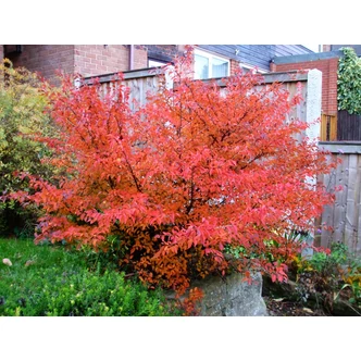 Prunus incisa 'Kojo-no-mai' – Fuji díszcseresznye Prunus incisa 'Kojo-no-mai' – Fuji díszcseresznye