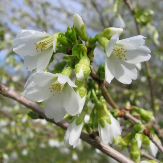 Prunus incisa 'Yamadei' – Fuji díszcseresznye