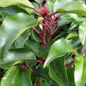 Prunus lusitanica 'Brenelia' – Portugál babérmeggy