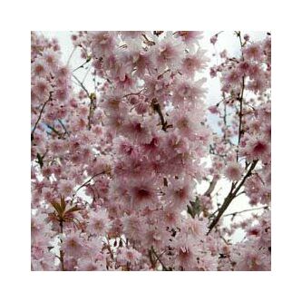 Prunus mume 'Oshidori' – Japán díszkajszi