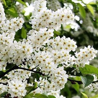 Prunus padus 'Nana' – Törpe zelnicemeggy