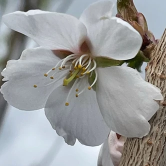 Prunus 'Royal Flame' (syn.: 'Mieke') – Díszcseresznye