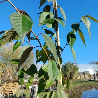 Prunus serrulata 'Benekom' – Japán díszcseresznye