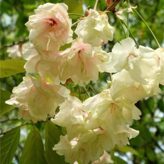 Prunus serrulata 'Ukon' - 'Ukon' japán díszcseresznye