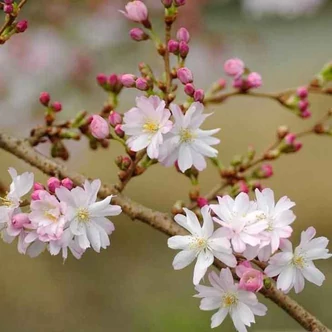 Prunus subhirtella 'Autumnalis' – Díszcseresznye