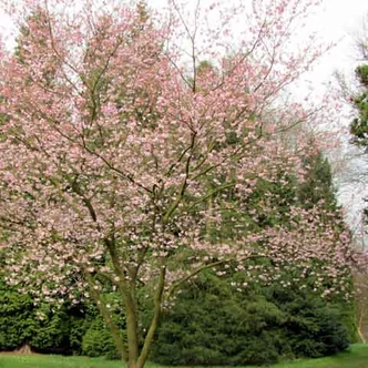 Prunus subhirtella 'Autumnalis Rosea' – Díszcseresznye