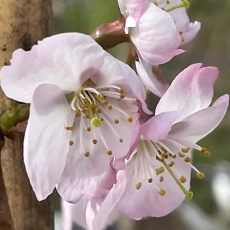 Prunus 'Tiltstone Hellfire' – Díszcseresznye, díszmeggy