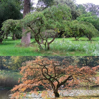 Prunus yedoensis 'Ivensii' – Csüngő jedói díszcseresznye