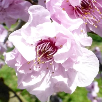 Prunus cerasifera 'Rosea Plena' – Vérszilva Prunus cerasifera 'Rosea Plena' – Vérszilva