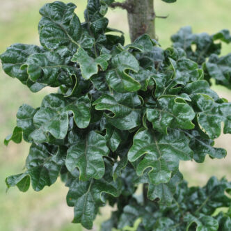 Quercus cerris 'Curly Head' – Csertölgy