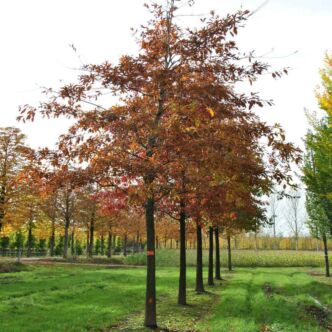 Quercus imbricaria – Zsindelyes tölgy