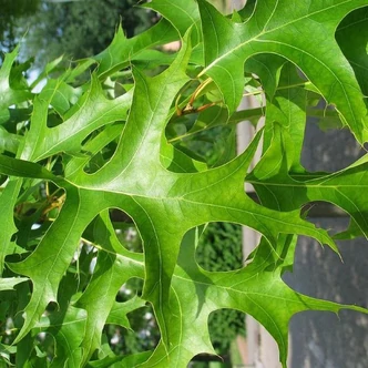 Quercus palustris 'Betty Jean' – Mocsári tölgy Quercus palustris 'Betty Jean' – Mocsári tölgy