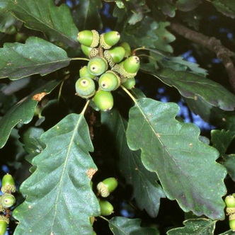 Quercus petraea 'Insecata' – Kocsánytalan tölgy
