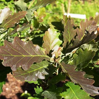 Quercus petraea 'Purpurea' – Kocsánytalan tölgy Quercus petraea 'Purpurea' – Kocsánytalan tölgy