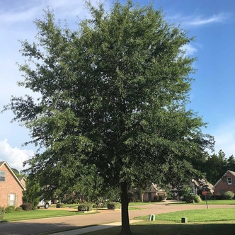 Quercus phellos – Fűzlevelű tölgy
