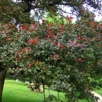 Quercus robur 'Atropurpurea' – Kocsánytalan tölgy Quercus robur 'Atropurpurea' – Kocsánytalan tölgy