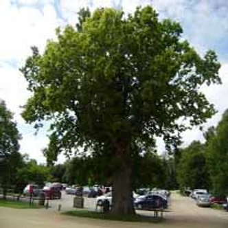 Quercus robur 'Castle Howard' – Kocsányos tölgy Quercus robur 'Castle Howard' – Kocsányos tölgy