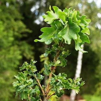Quercus robur 'Cristata' – Kocsányos tölgy Quercus robur 'Cristata' – Kocsányos tölgy