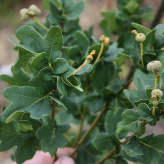Quercus robur 'Facrist' – Kocsányos tölgy