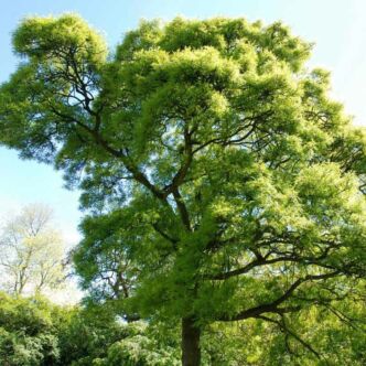 Quercus robur 'Pectinata' – Kocsányos tölgy