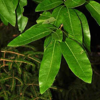Quercus robur 'Salicifolia' – Kocsányos tölgy Quercus robur 'Salicifolia' – Kocsányos tölgy