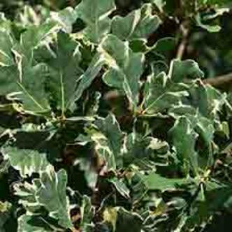 Quercus robur 'Variegata' – Kocsánytalan tölgy