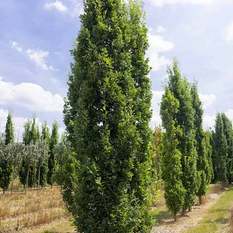 Quercus robur 'Zeeland' – Kocsányos tölgy Quercus robur 'Zeeland' – Kocsányos tölgy