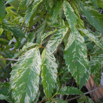 Quercus serrata 'Ishii' – Tölgy