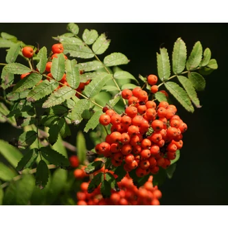 Sorbus aucuparia – Közönséges madárberkenye Sorbus aucuparia – Közönséges madárberkenye