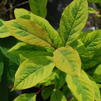 Syringa emodi 'Aureovariegata' – Tarka levelű himalájai orgona