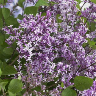 Syringa meyeri 'Flowerfesta Purple'® – Törpe orgona
