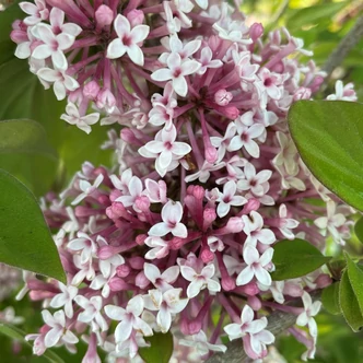 Syringa microphylla 'Superba' – Kislevelű orgona Syringa microphylla 'Superba' – Kislevelű orgona