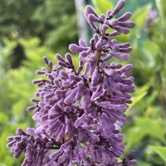 Syringa patula 'Miss Kim' – Törpe orgona, bársonyos orgona Syringa patula 'Miss Kim' – Törpe orgona, bársonyos orgona