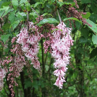 Syringa sweginzowii – Hegyeslevelű orgona