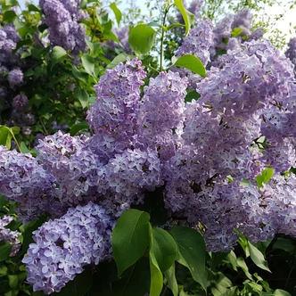 Syringa vulgaris 'Katherina Havemeyer' – Orgona