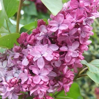 Syringa vulgaris 'Prince Wolkonsky' – Bíborvörös orgona