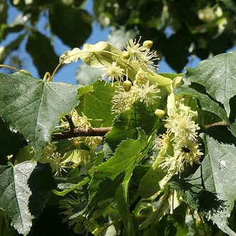 Tilia cordata 'Marta' – Kislevelű hárs