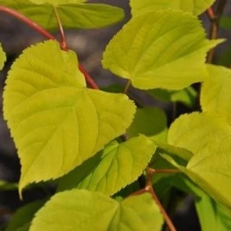 Tilia cordata 'Villae Aurea' – Kislevelű hárs