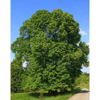 Tilia platyphyllos - Nagylevelű hárs