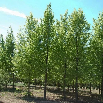 Tilia 'Szent István' - 'Szent István'-hárs