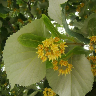 Tilia argentea (syn.: tomentosa) - Ezüst hárs